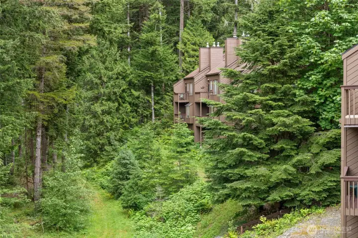 View of the forest and behind the condo. buildings.