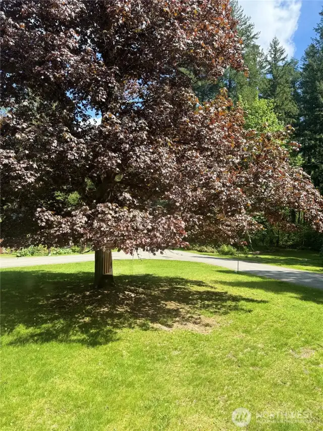Large front yard