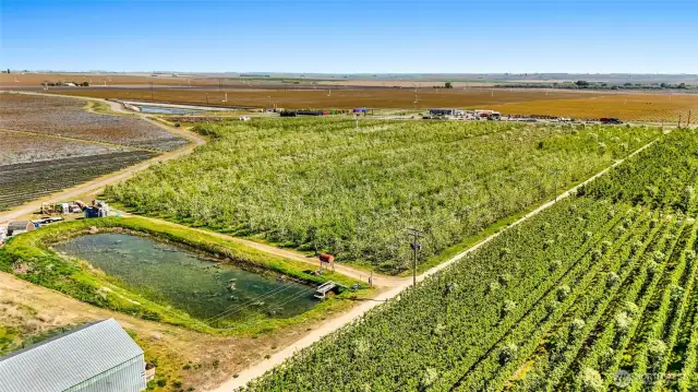 The orchard in the middle is the certified organic orchard, which includes the irrigation pond.  The neighbor's orchard is on the right.