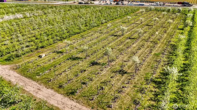 Newly grafted Cosmic Crisp apples with pollinator trees every few yards in between.