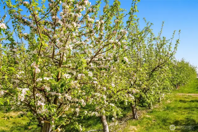 Apple trees in blossom.