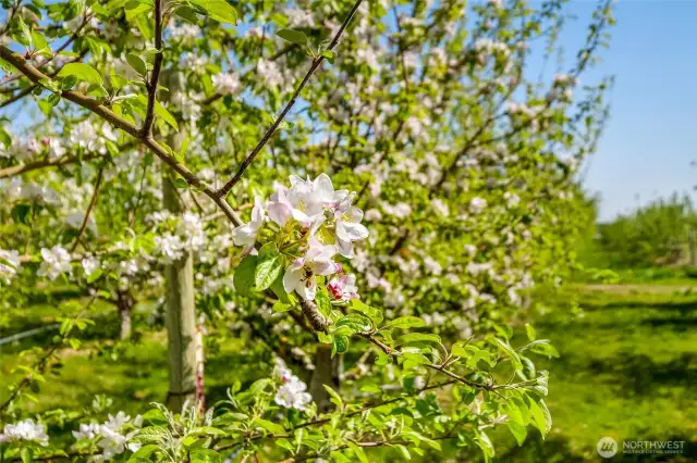 Cosmic Crisp apple blossoms.