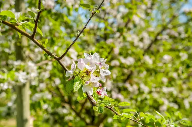 Comic Crisp apple blossoms.