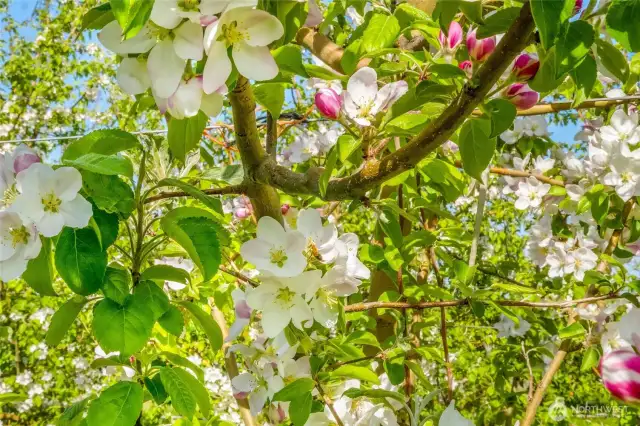 Aren't these Cosmic Crisp apple blossoms beautiful! I always enjoyed their beauty when I was a child, and the wonder in my life continues!