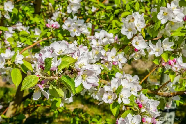 Up close Cosmic Crisp apple blossoms.