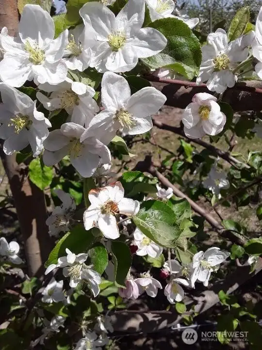 Fuji apple blossoms