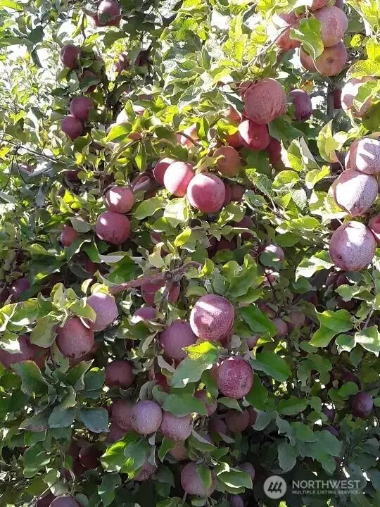 Full grown apples (2024)