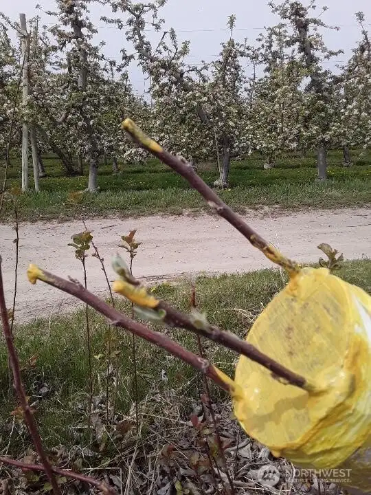 Newly grafted Cosmic Crisp apple trees.