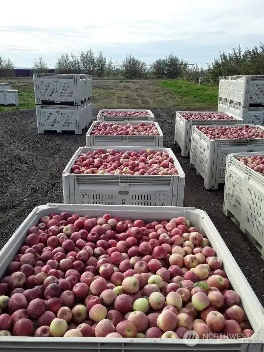 A large load of bins of apples!