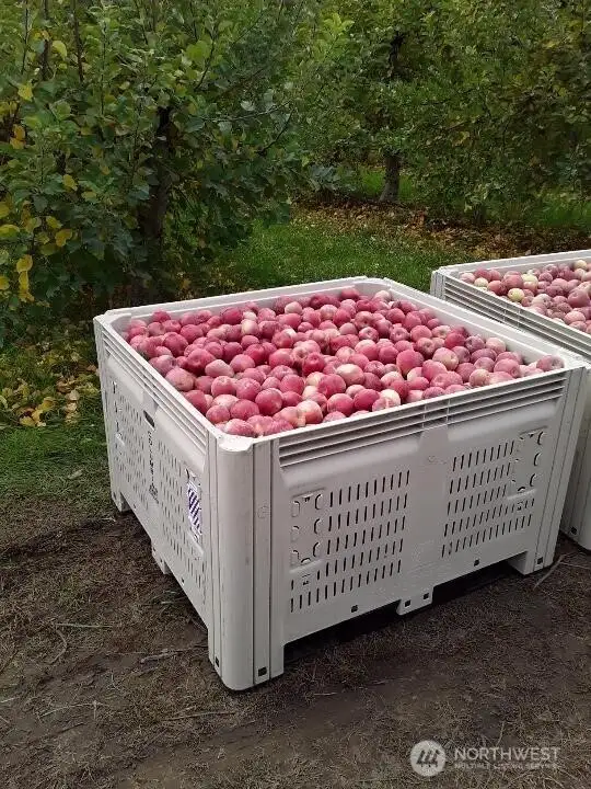 More bins of apples!