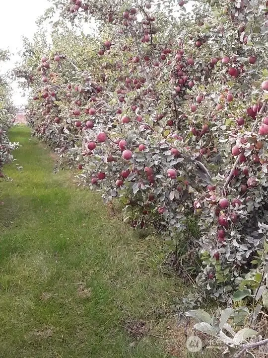 The trees get packed with apples! (2024)