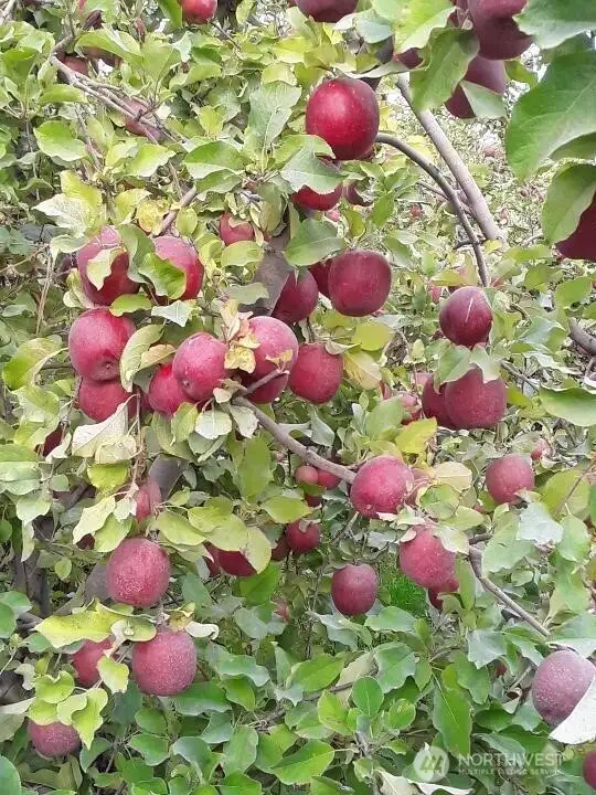 That's quite a variety of apples to eat!