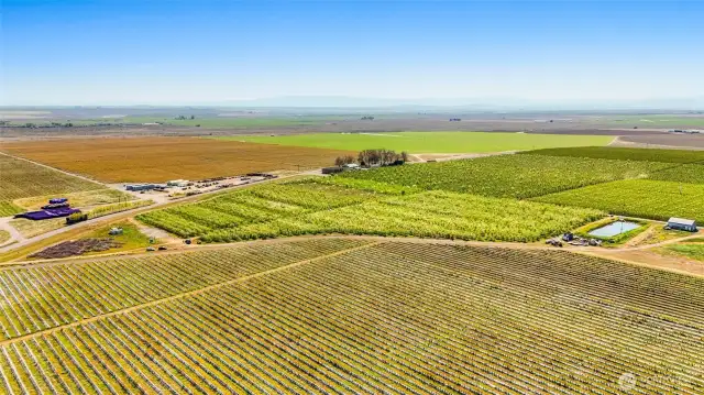 The organic apple orchard is adjacent to an organic blueberry farm.
