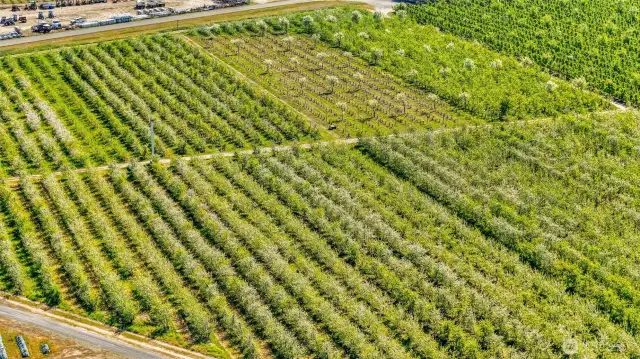The lighter-colored trees are the pollinators. The seemingly empty section is a section of newly grafted Cosmic Crisp. There are also Fuji and Granny Smith apples.