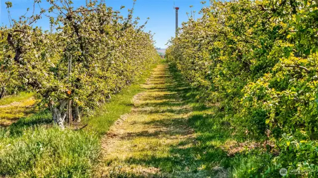 The Fujis are finishing up blooming, and the Cosmic Crisp are in bloom in this photo. April 25, 2025