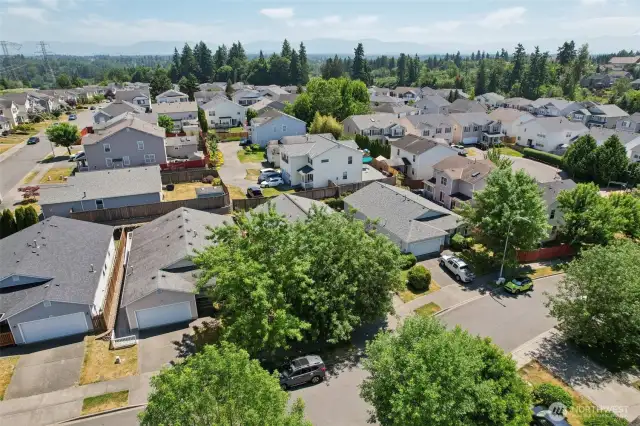 Such a great established neighborhood in Lea Hill, look at the trees and the mountains in the distance!