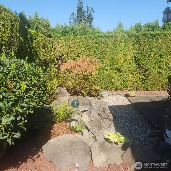 Left side of back yard.
