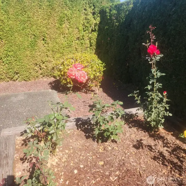 The rose garden.
