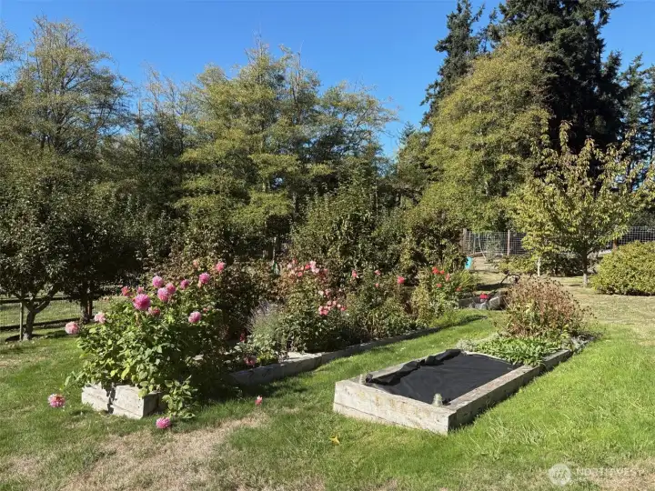 Orchard trees, raised garden beds and an enclosed gazebo ... oh yes, there's a house and a great big shop building too!