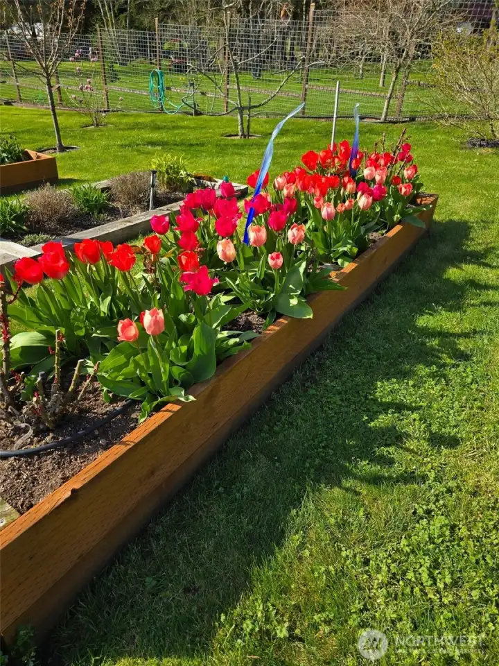 Tulips & more.  In just a few months, the tulips will return!