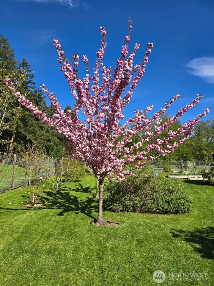 Spring flowers in the small orchard area.