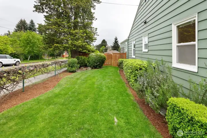 Side yard with grape vines on the fence.