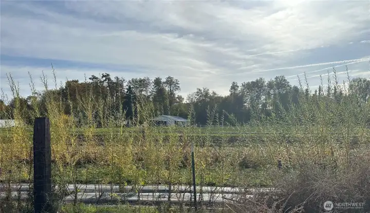 south border is a Willow tree lined border