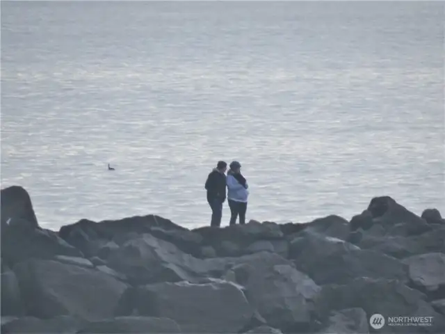 LOVERS WATCHING THE WAVES AND WHALES MIGRATING ALONG THE OCEAN FROM THE ROCK JETTY!