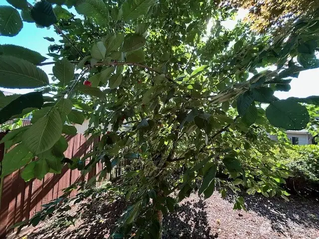 Cherry Tree