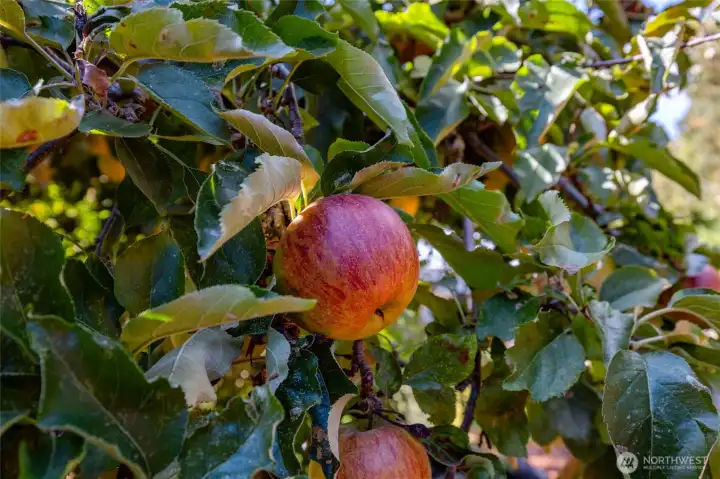 Apple, and plumb trees in the back yard