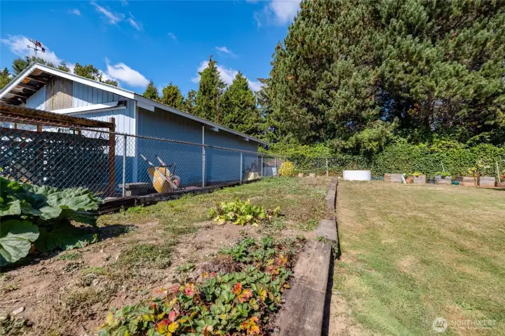 Large garden space with rhubarb, currants and blueberries