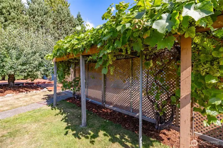 White grapes
