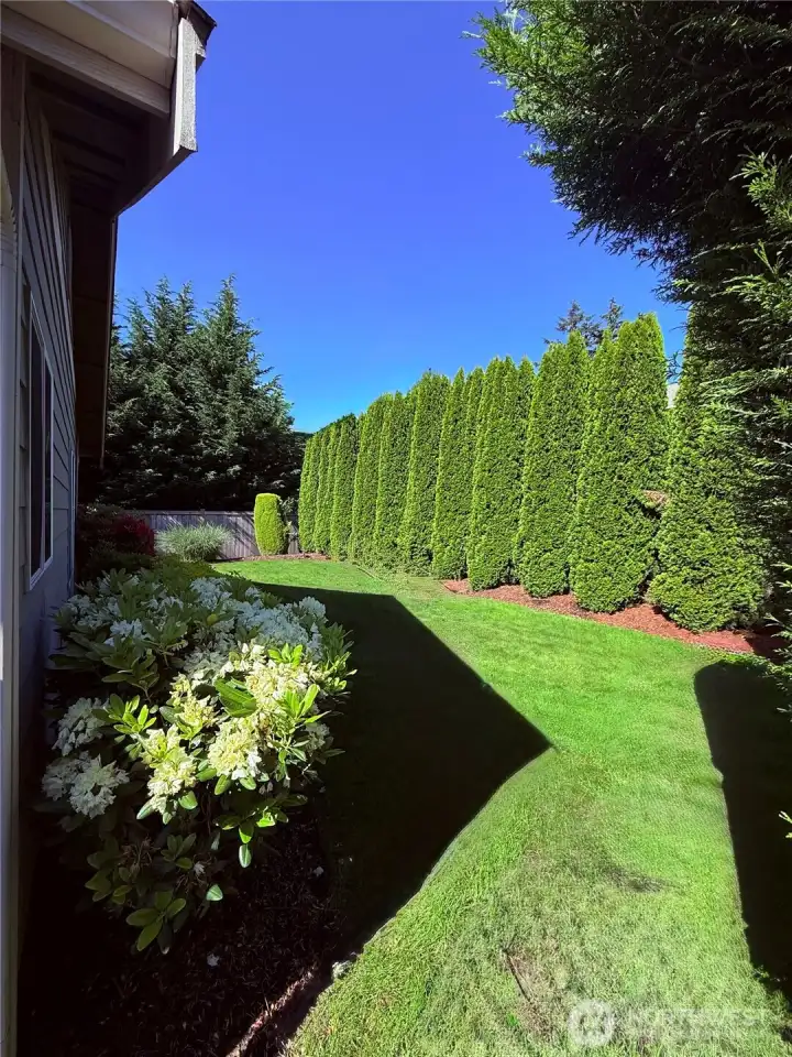 Backyard Backyard