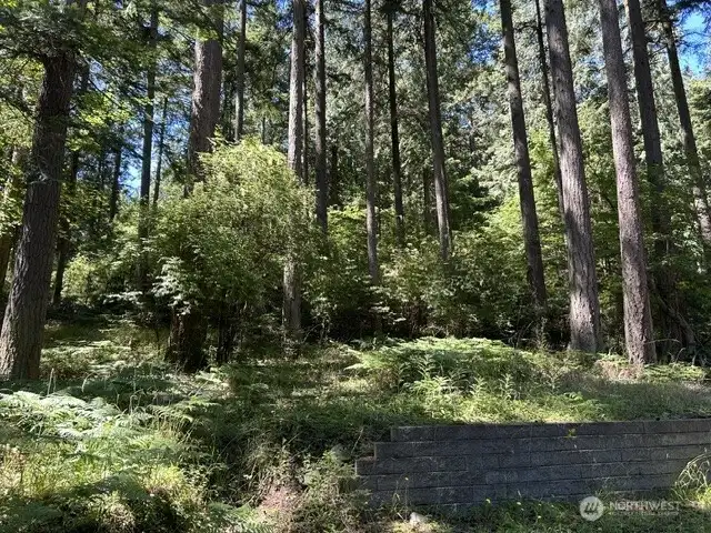 Looking up into property from the Mud Bay side. Looking up into property from the Mud Bay side.