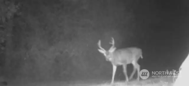 Deer & Elk frequent the property