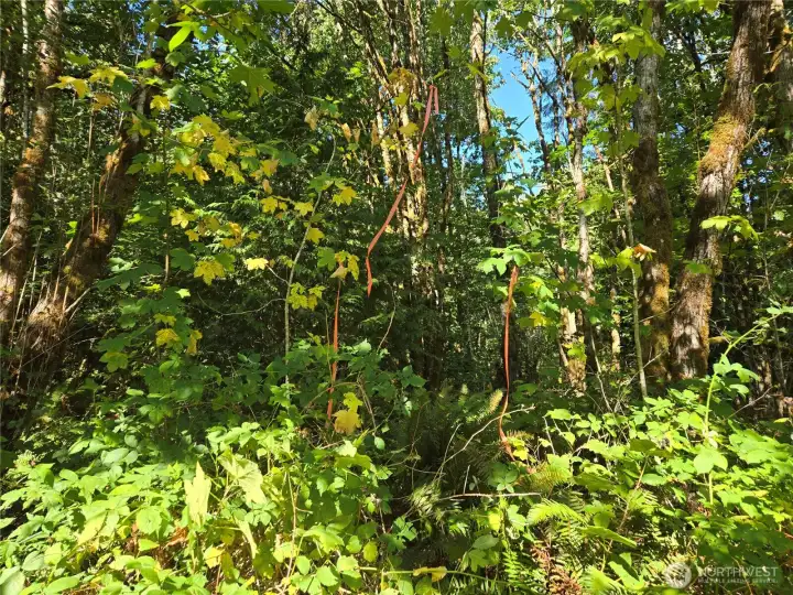 Estimated southeast corner - look across street for survey marker on neighbor property as a reference.