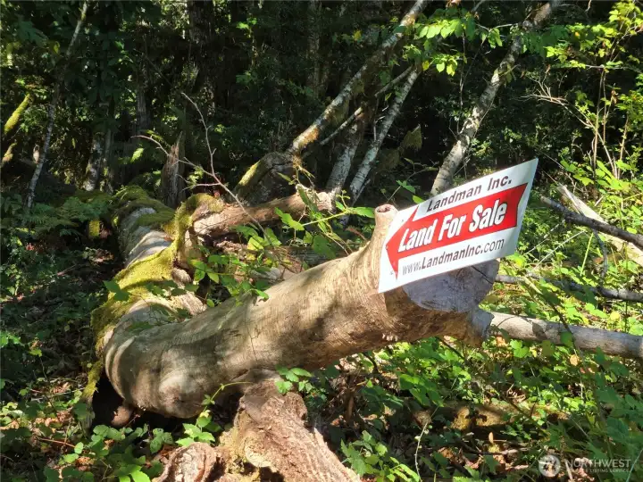 walk into this northern lot here