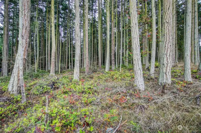 beautiful straight trees to use for something.