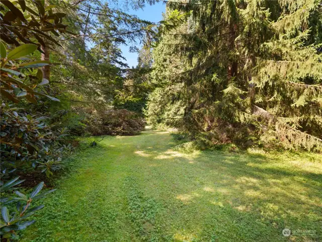 Beautiful Rhododendrons and Mature Forest