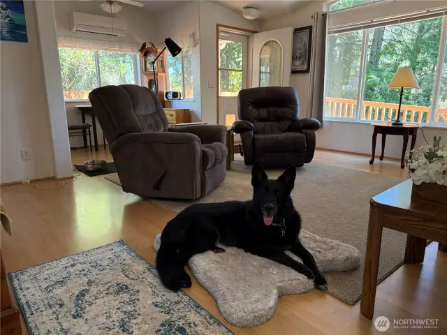 Dog not included