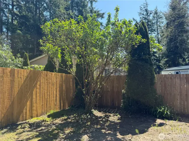 lots of space in the back yard