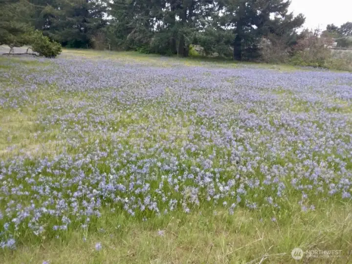 More seasonal flowers in the fields.