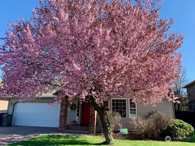 Mature landscaping and blooming in the fall