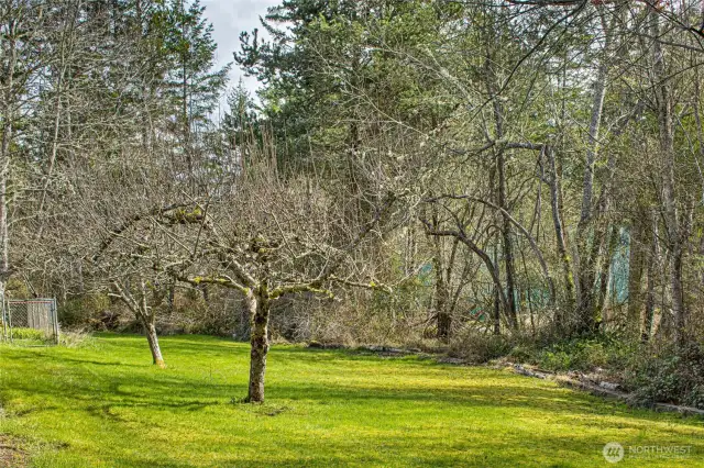Backyard view