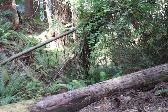 I had such a good time looking around this property. My dog enjoyed balancing on this log.