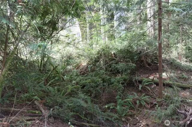 Even through the trees, the sunshine gets through.