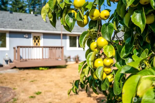 Fruit trees
