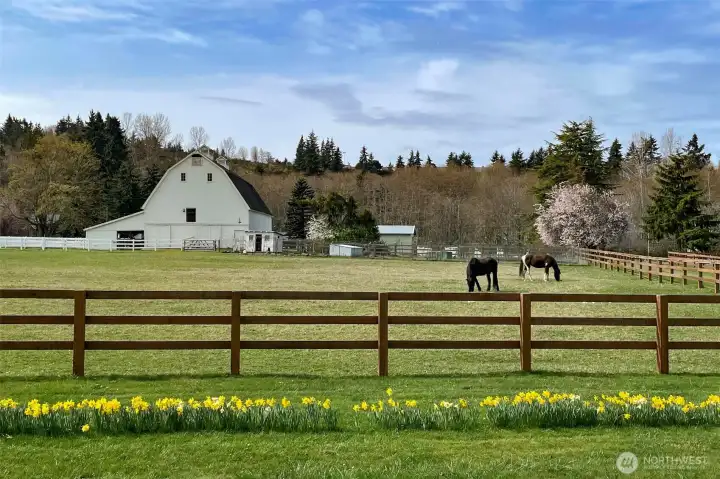 Horse Area