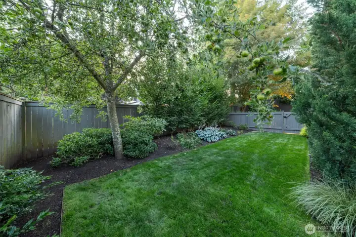 Fenced Backyard