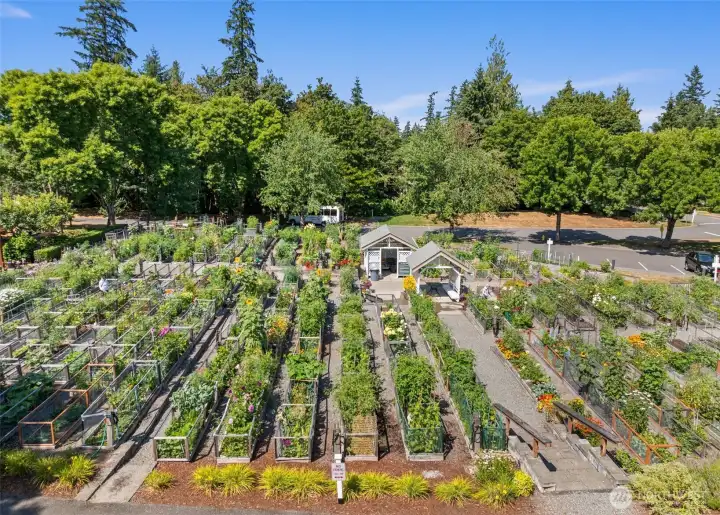 Community pea patch for gardening enthusiasts.